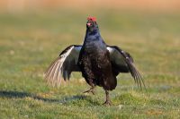Black Cock 3 Copy 2